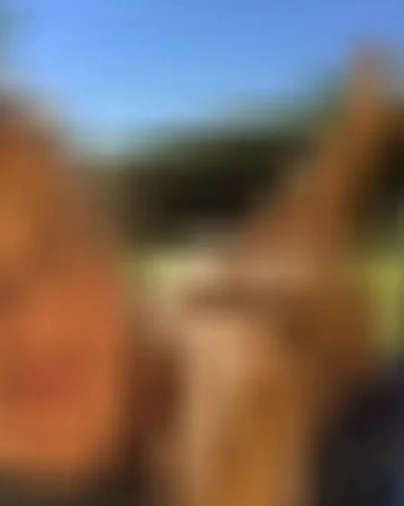 Erika, 45 Jahre — sextreffen in Eberswalde